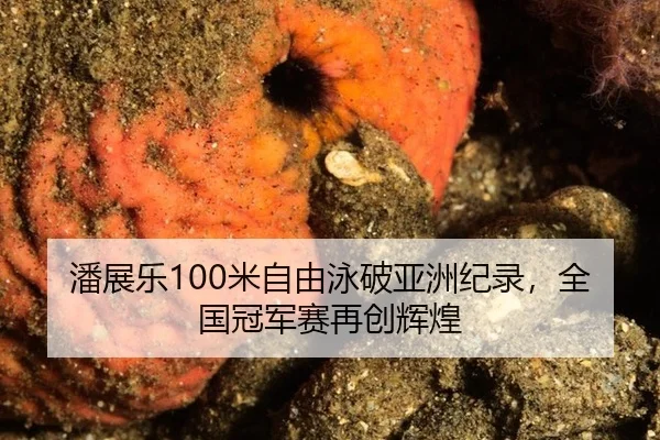 潘展乐100米自由泳破亚洲纪录，全国冠军赛再创辉煌